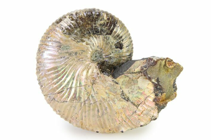 Iridescent Ammonite (Hoploscaphites) Fossil - Montana #316585